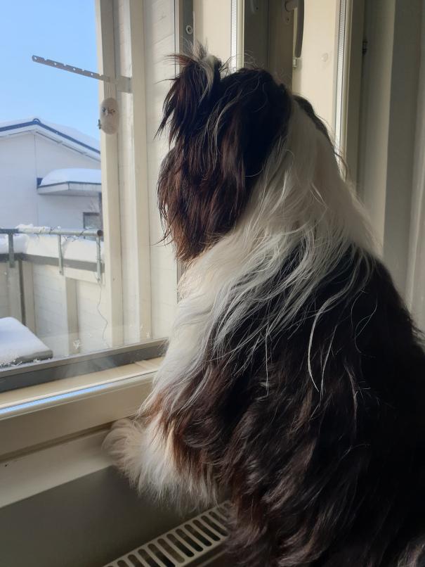 Koira katselee ulos ikkunasta