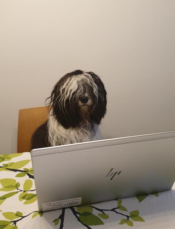 Koira istuu pöydässä tietokoneen edessä