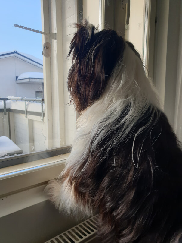Koira katselee ulos ikkunasta